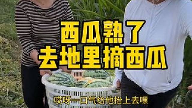 全家出动一起去摘西瓜 ，大哥负责摘我们负责往地头抬 哥哥看着自己辛苦种出来的西瓜很满意 但是今年没遇
