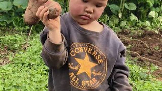 今天来地里挖洋芋。#农村娃