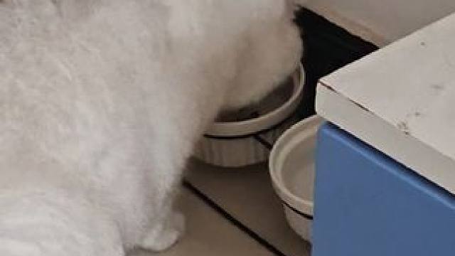 三个月前来我家里只是吃猫食，三个月后什么肉和素菜都吃了，给它点赞