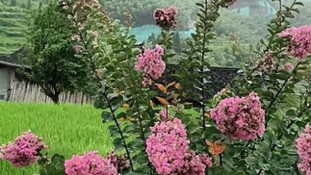 家乡的白杨啊，守护者老家，我若回家，你还记得吗？#从小长大的地方 #老房子的回忆 #我的乡村生活 #