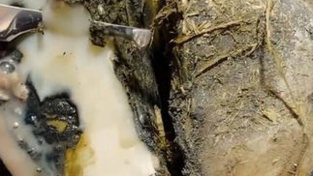 一只丧失蹄底非常严重的牛蹄，经过一个多月能恢复到什么程度#解压#修牛蹄