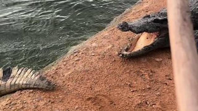 这皮是有多厚 #非专业人士请勿模仿