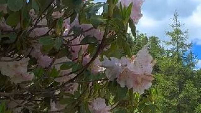 打开心灵的窗户，让更多的阳光和美好，照进来吧！爱在思金拉措#风景如画的地方 #住进风景里 #原创视频