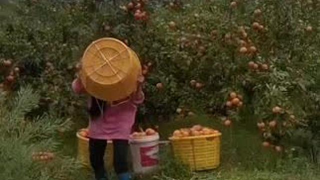 山卡卡里的农村大姐学费开直播每天都收获满满您还在恐播怕播不敢开播开播了不知说什么吗#记录真实生活 #