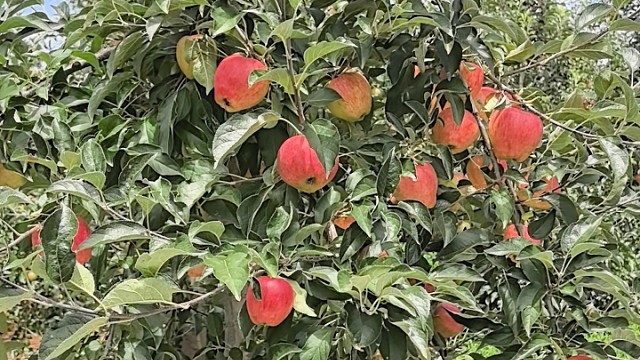 王者荣耀与苹果