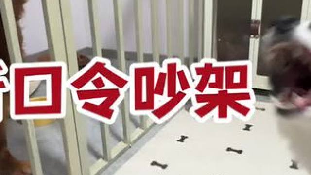 听到口令就会吵架#狗狗的心思都写在脸上了