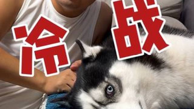 二哈跟主人冷战死活不搭理主人，当主人拿出火腿后，大家千万别笑 #动物的迷惑行为 #萌宠出道计划 #我