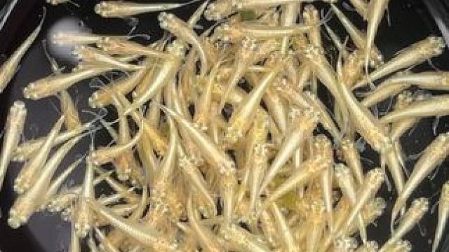 今天又挑了一碗种级金龙，其实除了淘汰下来的，其实都长得一样#观背青鳉 #观赏鱼