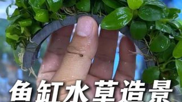 水榕水草做成拱桥的样子，可以不用底砂和水草泥就能固定， 适合鱼缸造景！#水榕水草 #沉木水草 #鱼缸