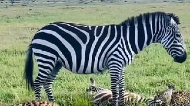 小斑马被猎豹按在地上摩擦，母斑马哪里知道小斑马腿被猎豹咬断了 #斑马 #猎豹 