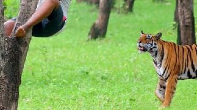 印度两名男子作死，跑到原始丛林放牛，最后被老虎盯上全村吃席 #印度原始丛林 #放羊 #孟加拉虎 #印