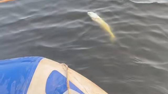 #户外捕鱼大队 #捕鱼河边随拍 #捕捞现场  #丝网捕鱼