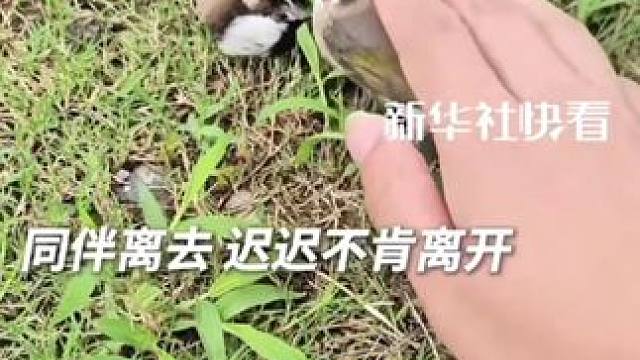 “身亡难双栖、自首不相离”，同伴去世另一只鸟站在原地不肯走，网友；万物皆有灵！