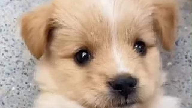 嘬嘬嘬是小狗召唤术吧~#萌宠