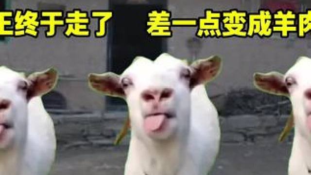 当奶奶家的动物得知我走了时 #猫meme #猫meme小剧场