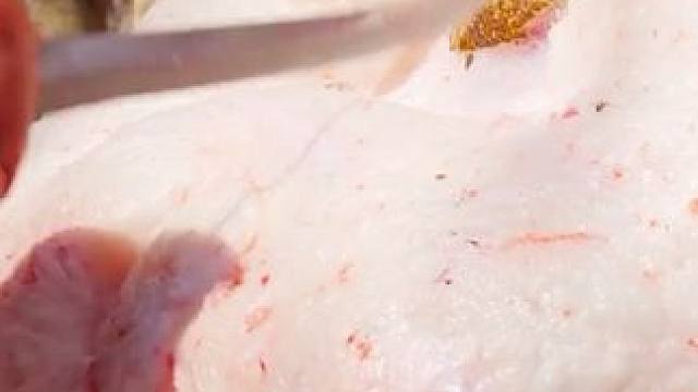 肥叽叽的肥羊尾，你敢吃吗？ #纪录片 #美食 #看世界