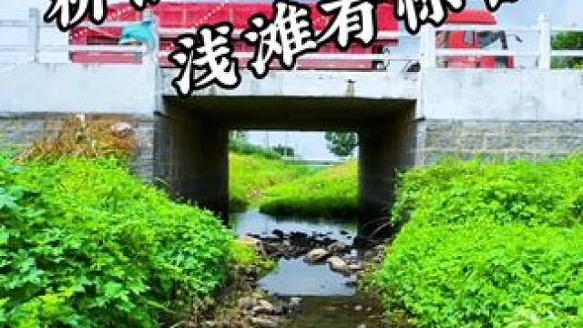 退水大河漏网之鱼 #抓鱼#钓鱼#野河#老坛甜薯 #聚鱼多
