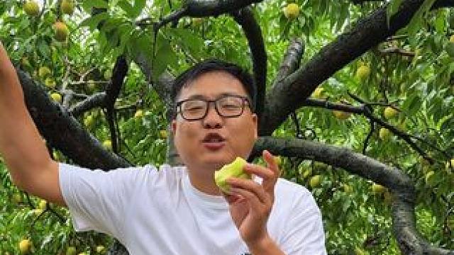 清江翠蜜桃邦邦硬 脆甜爽口明天正式开卖 #翠蜜桃 #我的农村生活 #应季水果