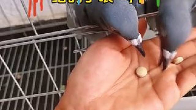 养鸽不用慌，我有鸽六联。养鸽省心更安心！！！