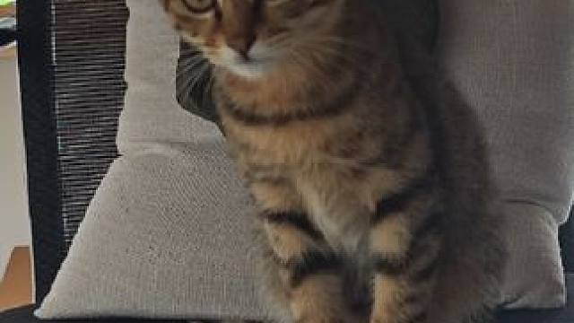 #猛兽 你好！猫老板