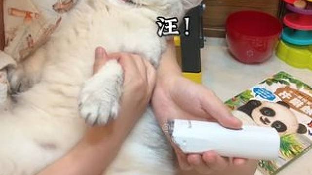剃个脚毛你狗叫啥 #这也太可爱了吧 #给猫咪剃毛 #记录猫咪日常