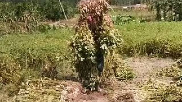 山卡卡里的农村大姐学费开直播每天收获满满您还在恐播怕播不敢开播开播了不知说什么吗#记录真实生活 #农