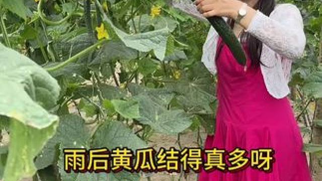 想吃黄瓜的看过来 