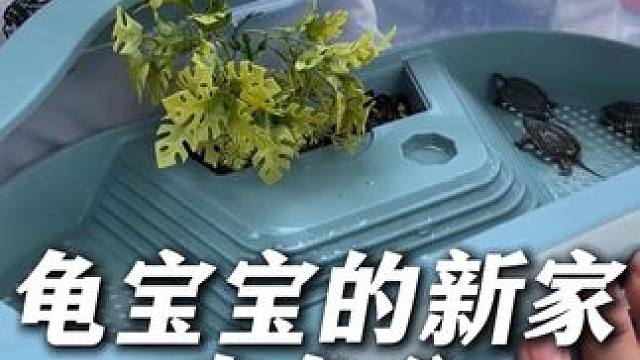 你养乌龟吗？ #养龟 #养龟人 #乌龟盆 #乌龟缸 #喂龟