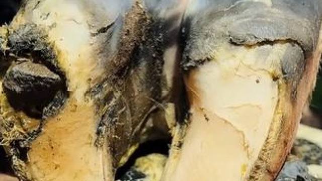 这次踩到的石头巨大，直接给蹄底留下一个深坑#解压#修牛蹄