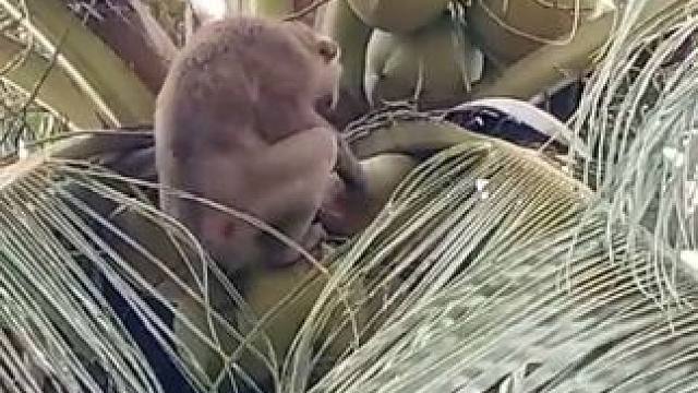 泰国打工猴熟练摘椰子（原声版） #国外视频分享 #猴子成精 #打工猴