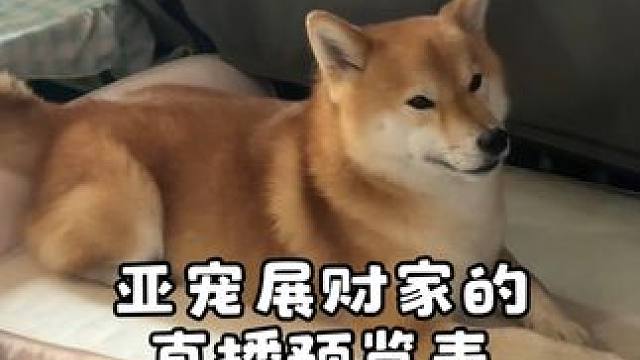 最近问直播的ee很多，最近不播是因为亚展马上来啦 亚宠展的直播一共13场大家留言能安排上的基本都安排