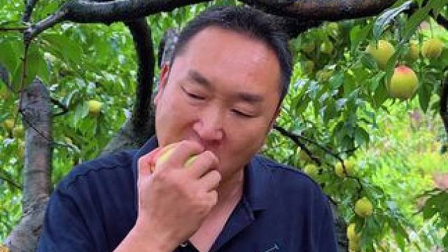 大哥真是吃货，一次干了16个桃 #翠蜜桃 #新鲜采摘 #应季水果