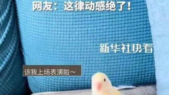 小鸟误触切歌键，当最喜欢的音乐响起，小鸟的“魔性舞步”模式立刻开启！网友：这律动感绝了！（来源：矮大