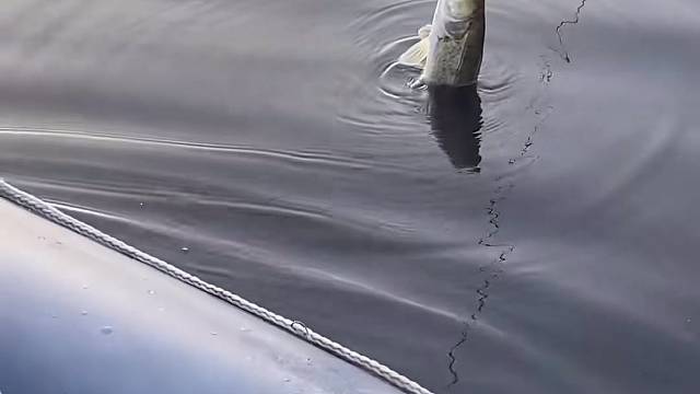 #户外捕鱼大队 #捕鱼河边随拍 #捕捞现场  #丝网捕鱼