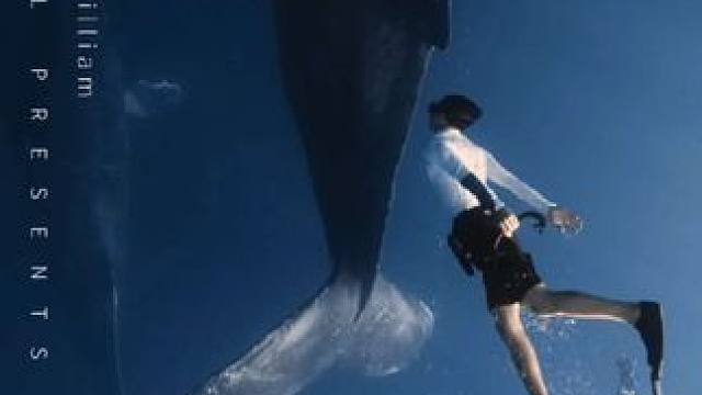 不白来都不白来，鲸运爆棚下的震撼瞬间
#自由潜  #水下摄影 #蓝色治愈系 #汤加 #大翅鲸