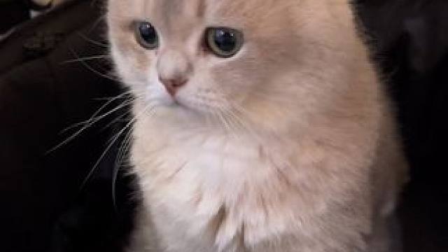 小猫是安静的陪伴 等你回家#小猫日记