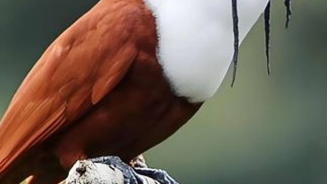 世界上最恐怖的动物叫声，有些甚至被用来营造恐怖片的氛围 #动物世界 #科普 #神奇动物 #自然科普