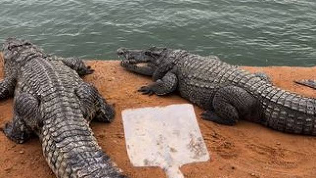 为什么都那么害怕我#非专业人士请勿模仿