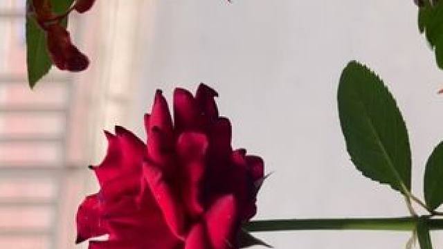 永远喜欢大自然的生命力 如果你也喜欢大自然的风景，不如我们交换一下各自照片，评论区分享你手机相机拍的