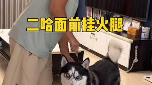 用铁丝在二哈面前绑一个火腿，二哈是啥反应？傻狗看得我目瞪口呆 #我和我的狗 #动物的迷惑行为 #萌宠