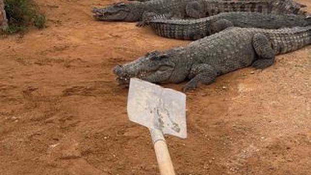 敢在我面前叫哼 #非专业人士请勿模仿