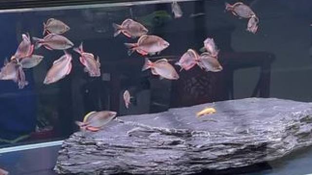 今天不发车，发发我养的鱼！你们的呢？#原生鱼 #漳州齐氏鱊