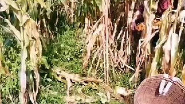 山卡卡里的农村大姐学费了开直播每天收获满满您还在恐播怕播不敢开播开播了不知说什么吗#记录真实生活 #