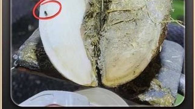 能挤进年度前三甲的牛蹄，千万别错过 #解压 #修牛蹄 #助眠 #淘车车 #淘车车二手车