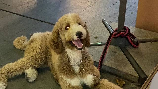 巨贵哆哆爱一直都很纯粹