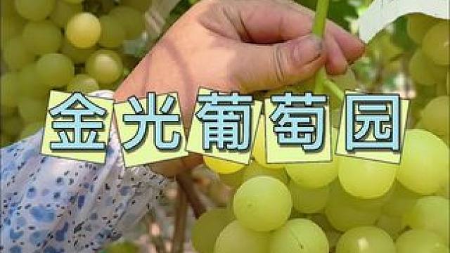 金光葡萄园 6.8一大一小，葡萄随便吃，还能带走两斤#采摘 #葡萄熟了 #葡萄采摘 #周末去哪儿 #