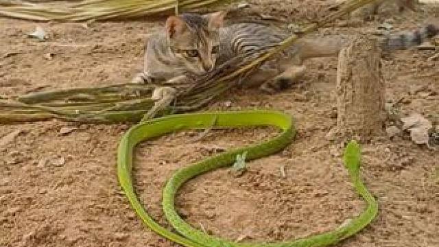 猫咪喜欢玩绳子 #国外视频分享 #奇妙的动物 #宠物