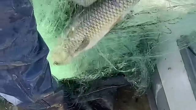 #户外捕鱼大队 #捕鱼河边随拍 #捕捞现场  #丝网捕鱼