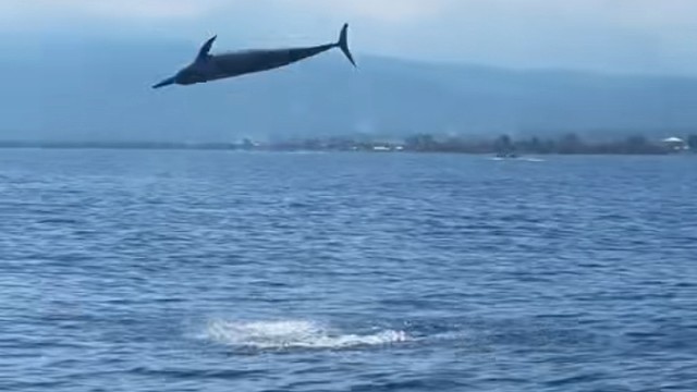 大海啊故乡，country