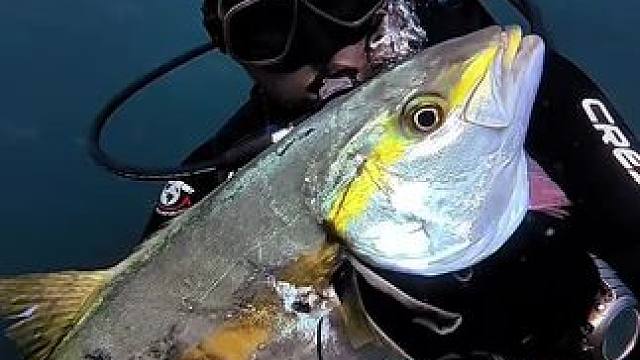 宛如深海中摇曳着的一簇烈焰，迷人且神秘。#水肺潜水 #潜水 #每日分享 #海底世界 #神奇的大自然